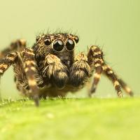 Jumping Spider - Sitticus pubescens 10 